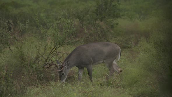 whitetail bucks in Texas, USA