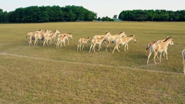 Deer Wild Animal Horse Nature Wildlife Green Roe Crowd Run