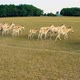 Deer Wild Animal Horse Nature Wildlife Green Roe Crowd Run - VideoHive Item for Sale