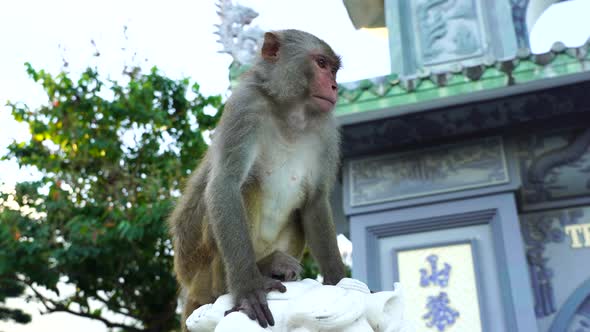 Wild monkey sitting on stone sculpture of dragon at buddhist temple, Vietnam