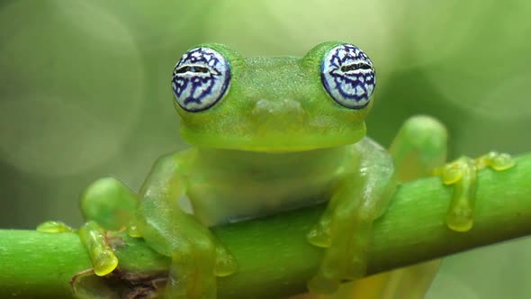 Glass Frog in its Natural Habitat in the Caribbean Forest