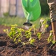 A Woman Watering Seedlings Planted in a Vegetable Garden From a Watering Can - VideoHive Item for Sale