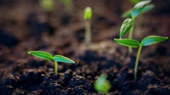 Time Lapse of Vegetable Seeds Growing or Sprouting From the Ground