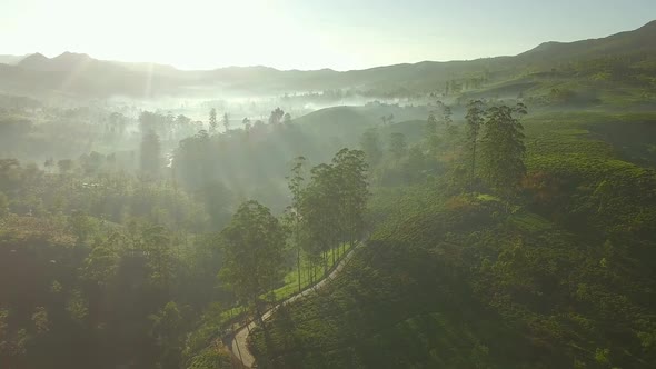 Sunrise Tea Valley