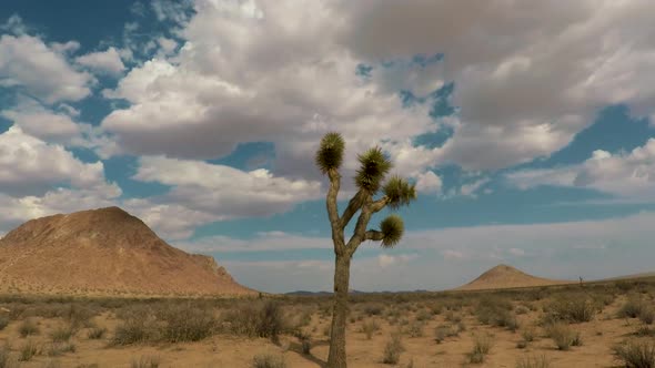 Storm clouds rolling in and darkening over a Joshua Tree in the Mojave Desert alt