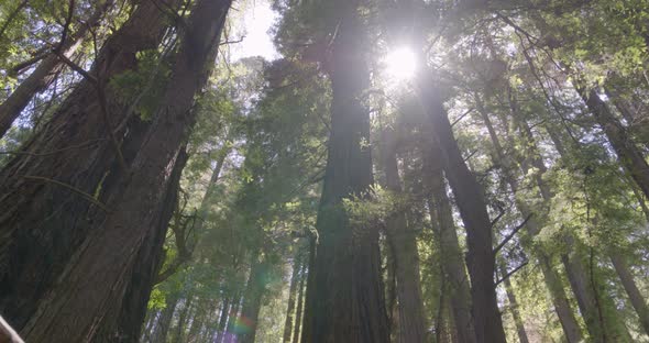 Low Angle Pan Shot of Sun Peeking Through Redwood Trees in Muir Woods