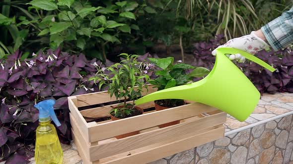 Female Hand in Protective Gloves which Watering Pots with Flowers Being in Wooden Box