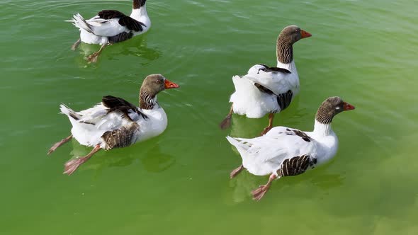 Animal Greylag Goose In Lake 7