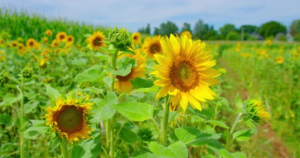 Sunflower Field