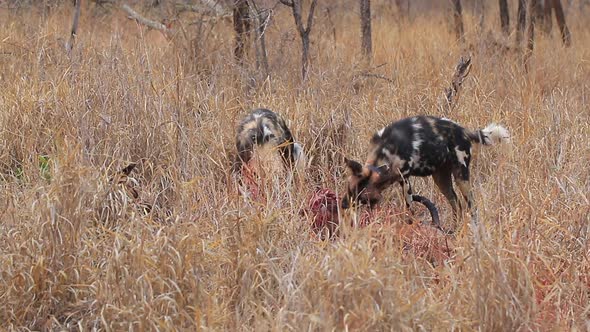 African wild dogs, Lycaon pictus feed on a kill in long grass during winter at Zimanag Private Game