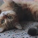 Cute Tabby British short hair kitten lying on the floor. - VideoHive Item for Sale