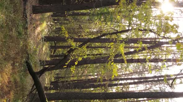 Vertical Video of Trees in the Forest in Autumn