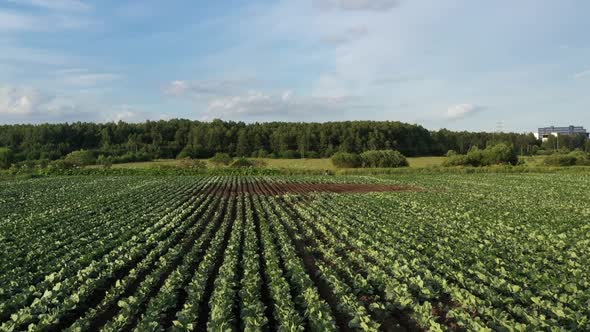 Cabbage Plantation in the Field. Vegetables Grow in a Rows