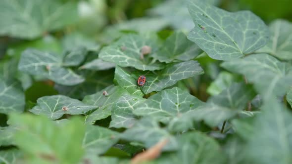 Firebug crawling on ivy leaves