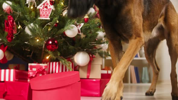 Hungry Dog Opening Red Box and Eating Closeup