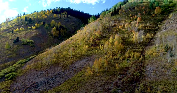 Colorado aspens backlit as they change into golden riches in this high altitude climate.