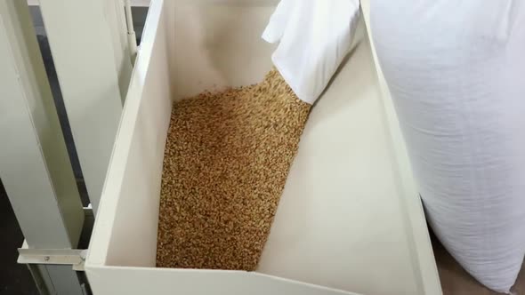 Emptying Coffee Beans for Processing