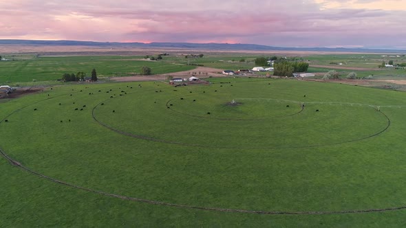 Aerial view rotating around cattle in pasture in Idaho