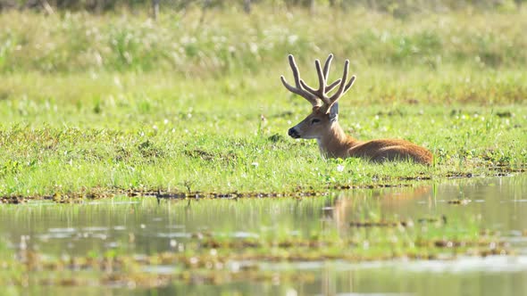 beautiful wild male Marsh deer resting on swamp meadow. Wetlands of South America