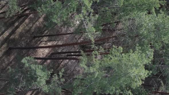 Vertical Video of Green Pine Forest By Day Aerial View