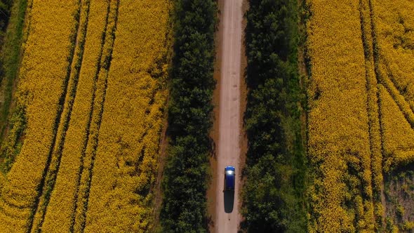 Aerial Follow Shot: Blue Car Drives Between Two Rapeseed Fields and Tree Alley