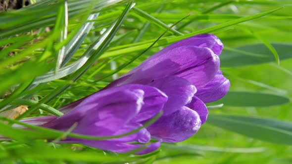 Purple Crocus Blossom with Large Petals Waved By Light Wind