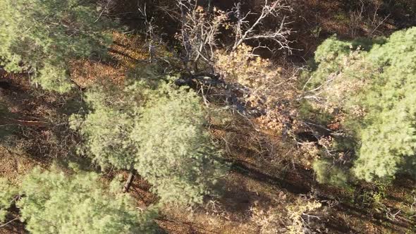 Vertical Video of the Forest on an Autumn Day Slow Motion