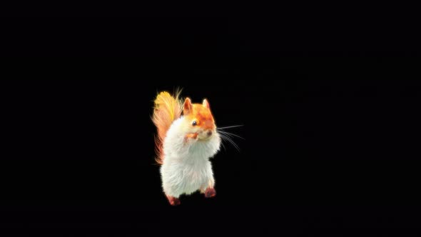 71 White Squirrel Dancing 4K