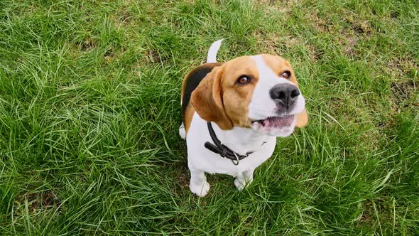 Dog Beagle Sitting at Grass in a Green Park and Barks