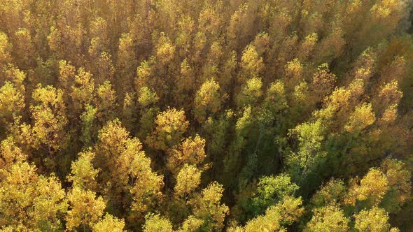 Yellow forest - leaves on deciduous trees in autumn. Top down aerial view of the foliage