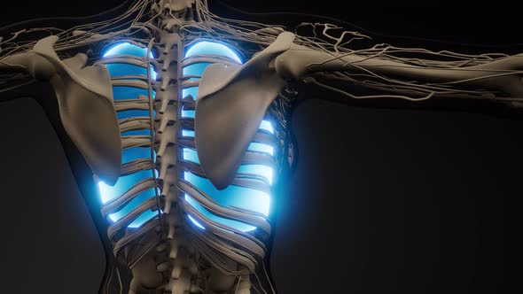 Human Lungs Radiology Exam alt