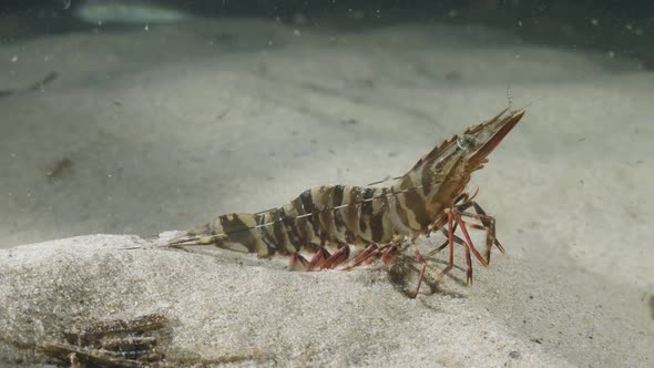 Unique underwater perspective view of a large prawn displaying animal behavior by walking slowly alo