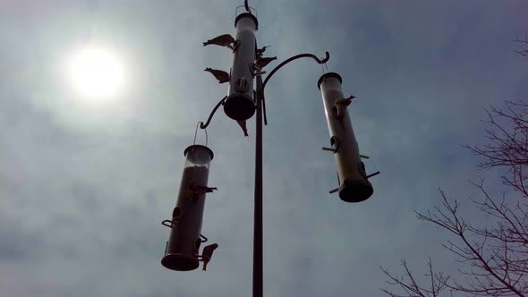 Up angle shot of birds at bird feeders, into the sun