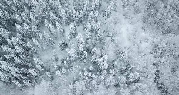 Aerial Top Down View of the Fir Forest Covered the Snow