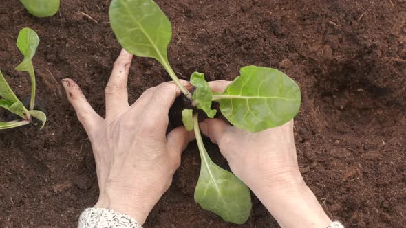 Organic agriculture cultivation, woman hands planting seedling chard plant vegetable slow motion