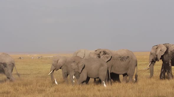 African Elephants Feeding - Kenya