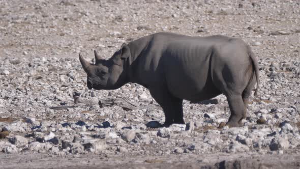 Lonely rhino standing on a rocky savanna 