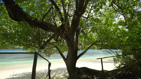 Shady Tree on Beach