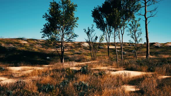 Desert Trees in Plains of Africa Under Clear Sky and Dry Floor with No Water