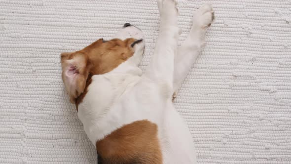 Dog Beagle Lies at Home on the Floor and Preparing to Sleep