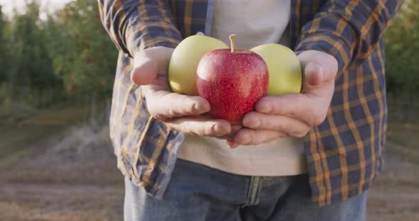 Male Gardener Bringing Handful of Fresh Ripe Apples From Own Garden, Coming To Camera, Close Up