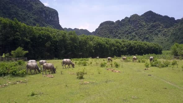 Rural Land with Grazing Water Buffaloes at Wood Aerial View