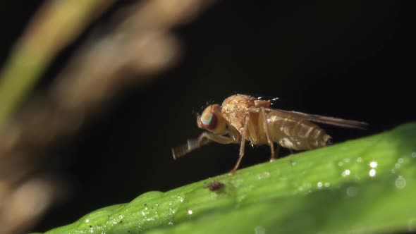 Fly Of Sciomyzidae Family