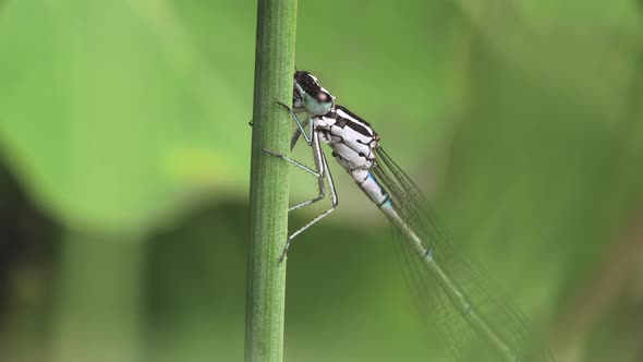 Dragonfly On Plant Stem