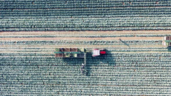 Top View of Cabbage Harvesting Carried Out with Combines