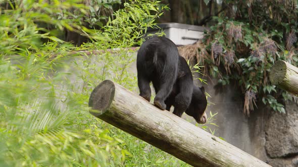 sun bear descends log in zoo habitat