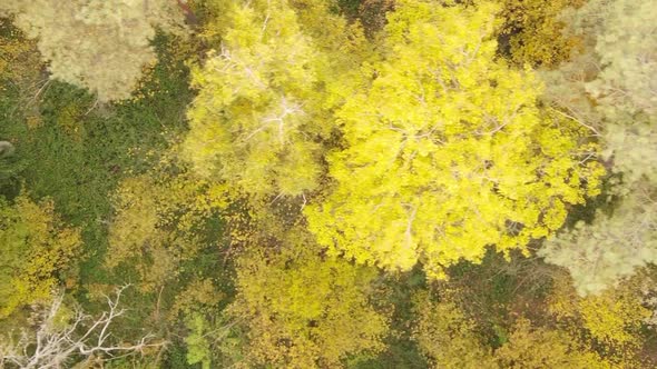 Vertical Video of an Autumn Forest During the Day in Ukraine