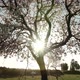 Sun Rays Through Blooming Tree - VideoHive Item for Sale