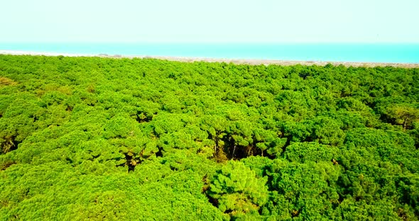 Endless Green Forest with High Trees Against Venetian Lagoon