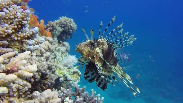 Colorful Seascape and Lionfish